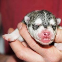 Siberian Husky Puppies from Sassenach Siberians