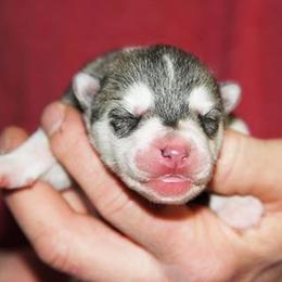 Siberian Husky Puppies from Sassenach Siberians