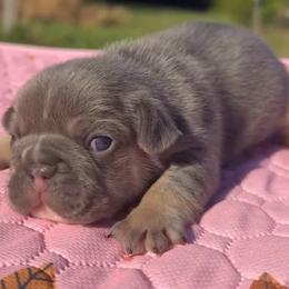 Rip - Tricolors male French Bulldog puppy in Warm Springs, Arkansas from State Line Dachshunds & Frenchies