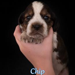 Chip - Liver and white male English Springer Spaniel puppy in Lake City, Florida from Thunderbird Springers