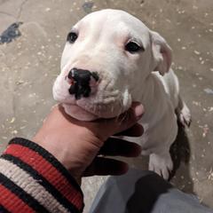 Dogo Argentino Puppies from De la Fuerza de Dios