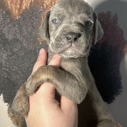 Riot - Blue male Great Dane puppy in Lebanon, Virginia from North Cedar Danes
