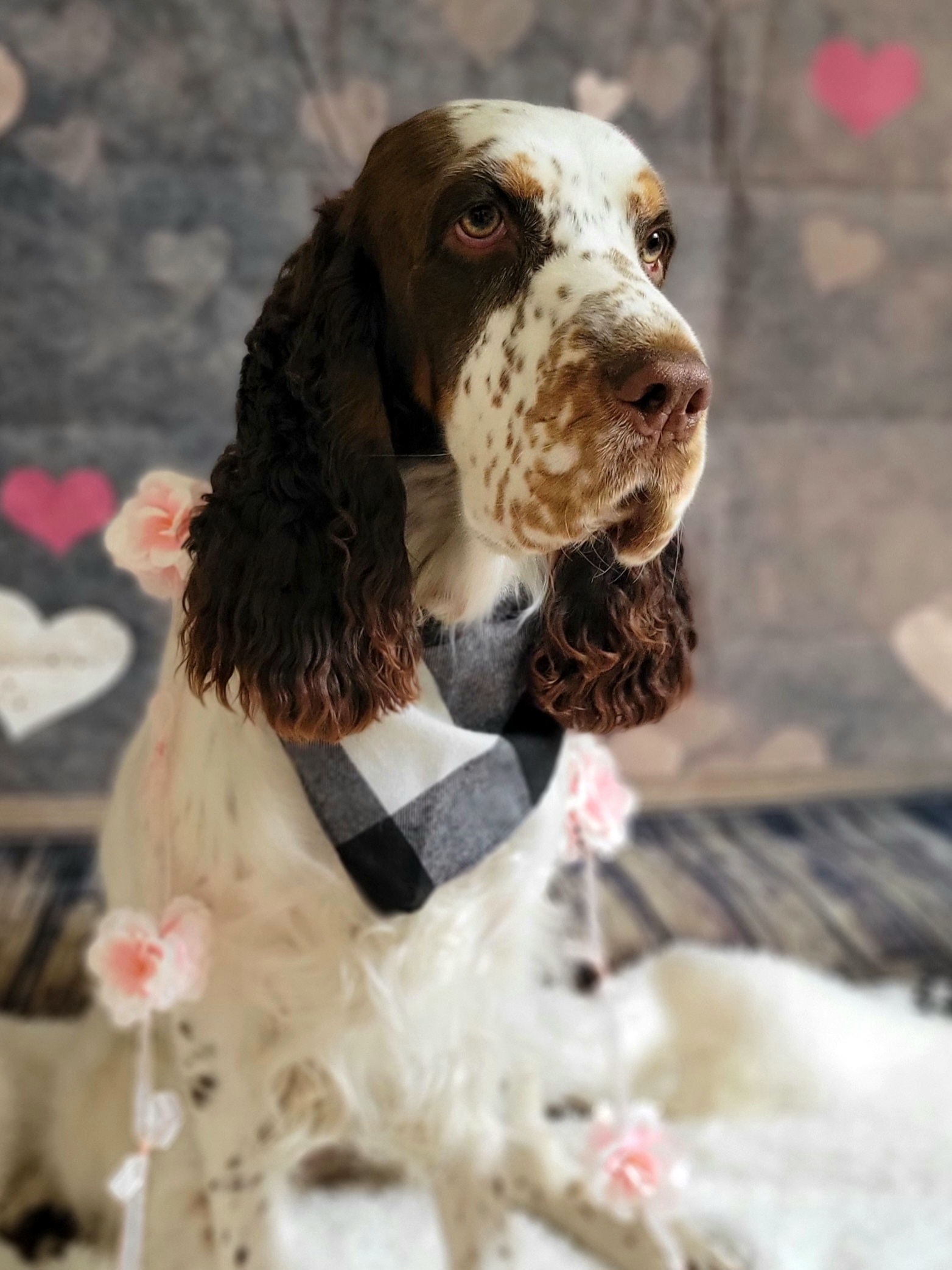 Ember - English Springer Spaniel