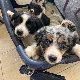 Australian Shepherd Puppies from Copper Top Aussies