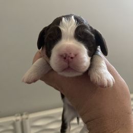 English Springer Spaniel Puppies from Divine Springers