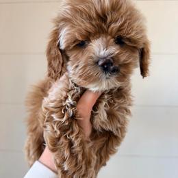 Elvis - Red male Cockapoo puppy in Preston, Idaho from Rocking JH Pup Co