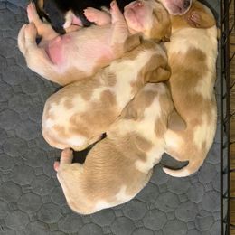 Basset Hound Puppies from Triple B’s Bassets