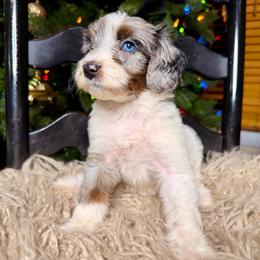 Marble - Blue merle female Bernedoodle puppy in Tyner, Kentucky from Good Dog Doodles