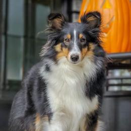 Joci - Shetland Sheepdog