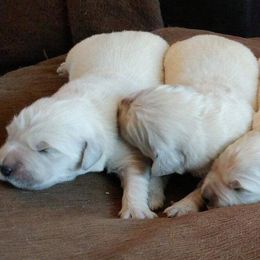 Golden Retrievers from Carol's Golden Retrievers