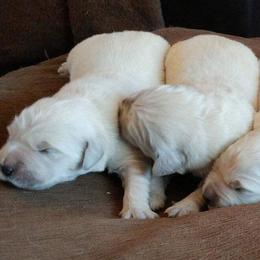 Golden Retrievers from Carol's Golden Retrievers