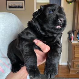 Boy 3 - Black male Black Russian Terrier puppy in Oklahoma from Ter’Avalon Kennel