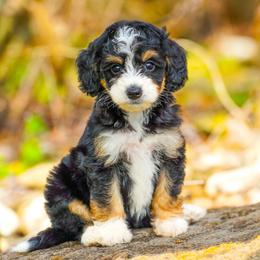 Iggy - Tri-color female Bernedoodle puppy in Dundee, Ohio from Down Home Doodle