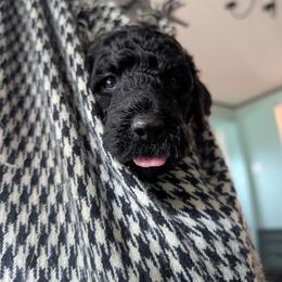 Cosmo - Black male Australian Labradoodle puppy in Sturbridge, Massachusetts from Pawlite Best Friends
