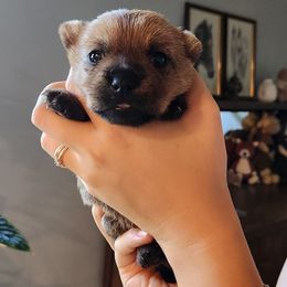 Norwich Terrier Puppies from Yellow Mountain Norwich