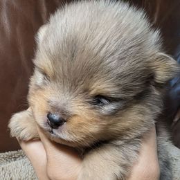 Zephyr - Blue merle male Pomeranian puppy in California from TD Dream Poms