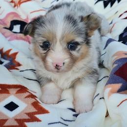 GINGER (Merle) fluffy tail docked - Blue merle and white female American Corgi puppy in Walker, Iowa from Double K Corgis