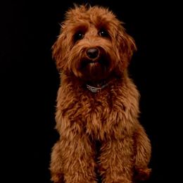 Berkeley - Australian Labradoodle