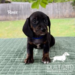 Ross - Black and tan male Dachshund puppy in Royse City, Texas from Truehearted Miniature Dachshunds