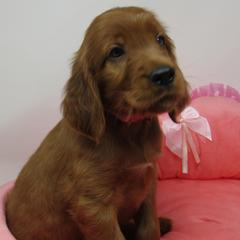 Girl 1 - Mahogany female Irish Setter puppy in Carriere, Mississippi from Lakeside Irish Setters