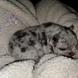 Boston Terrier and French Bulldog Puppies from Freedom Bostons