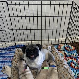 Stitch - Pug