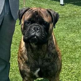 Bullmastiff Puppies from Watchman Kennels