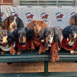 Dachshunds from Byrum’s Kaleidodachs