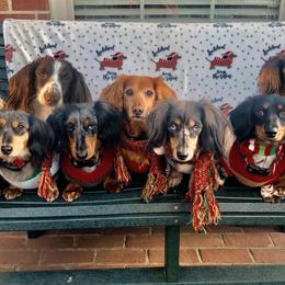 Dachshunds from Byrum’s Kaleidodachs