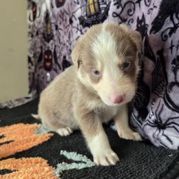 Roan - Lilac male Border Collie puppy in Gary, Indiana from Lake Ridge Border Collies