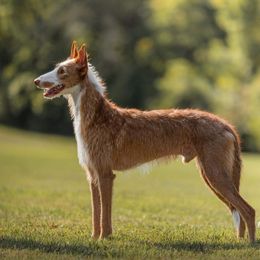 Ruix - Ibizan Hound