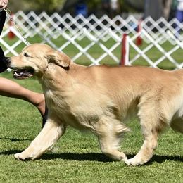 Golden Retrievers from Goldfever Retrievers