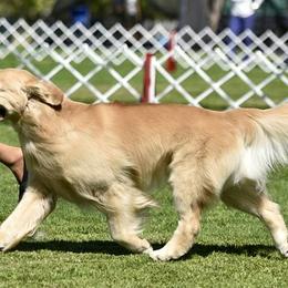 Golden Retrievers from Goldfever Retrievers