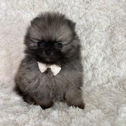 White Collar Male - Red sable male Pomeranian puppy in Lehi, Utah from Candy Shop Poms