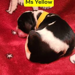 Ms Yellow - Black white and tan female English Springer Spaniel puppy in Montville, Connecticut from Hillside Springs Farm