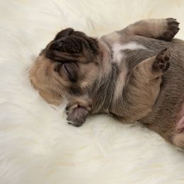 American Bully and French Bulldog Puppies from Obduro Bullies and Frenchies