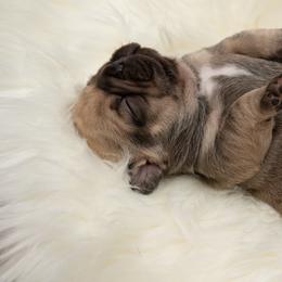 American Bully and French Bulldog Puppies from Obduro Bullies and Frenchies