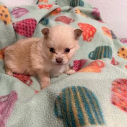Sassy's boy 3 - Chocolate parti male Pomeranian puppy in Decatur, Iowa from Lisa Greenhalgh