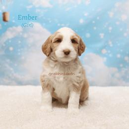 Ember - Caramel female Australian Labradoodle puppy in Hurricane, Utah from Red Desert Doodles