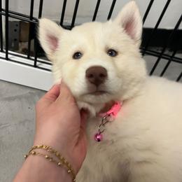 Daenerys - White female Siberian Husky puppy in Swansea, Illinois from Husky B's