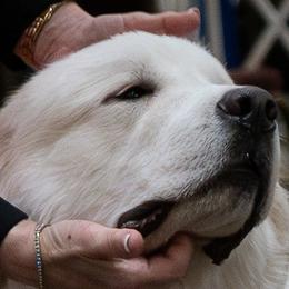 Maxi - Great Pyrenees