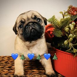 Boy 2 - male Pug puppy in Mayo, Florida from Lyons Heart Pups