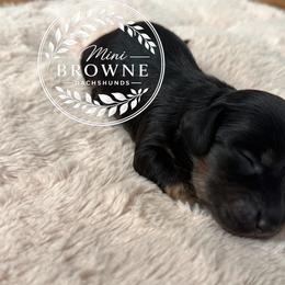 Onyx - Brindle male Dachshund puppy in Edmond, Oklahoma from Mini Browne Dachshunds