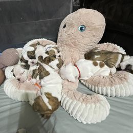 Bulldog Puppies from K & K Little Blessings