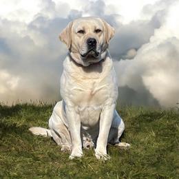 Johnny ray - Labrador Retriever