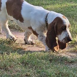 Basset Hounds from Hazard Hound Kennels