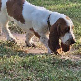 Basset Hounds from Hazard Hound Kennels