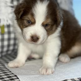 Australian Shepherd Puppies from AD's Australian Shepherds