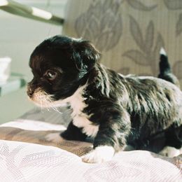 Havanese Puppies from Havanese of the Sonoran Desert