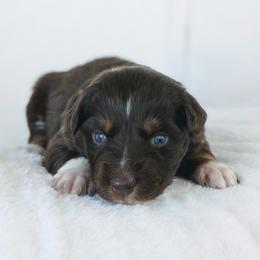 Girl 1 - Red tri-color female Australian Shepherd puppy in Yakima, Washington from Naches Heights Ranch